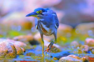 美式橄榄球世界杯美甲,一场激情与优雅的碰撞美式橄榄球世界杯美甲