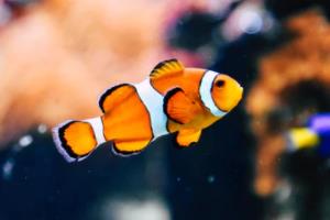 2019男篮世界杯，一场甜蜜的胜利与荣耀2019男篮世界杯蛋糕